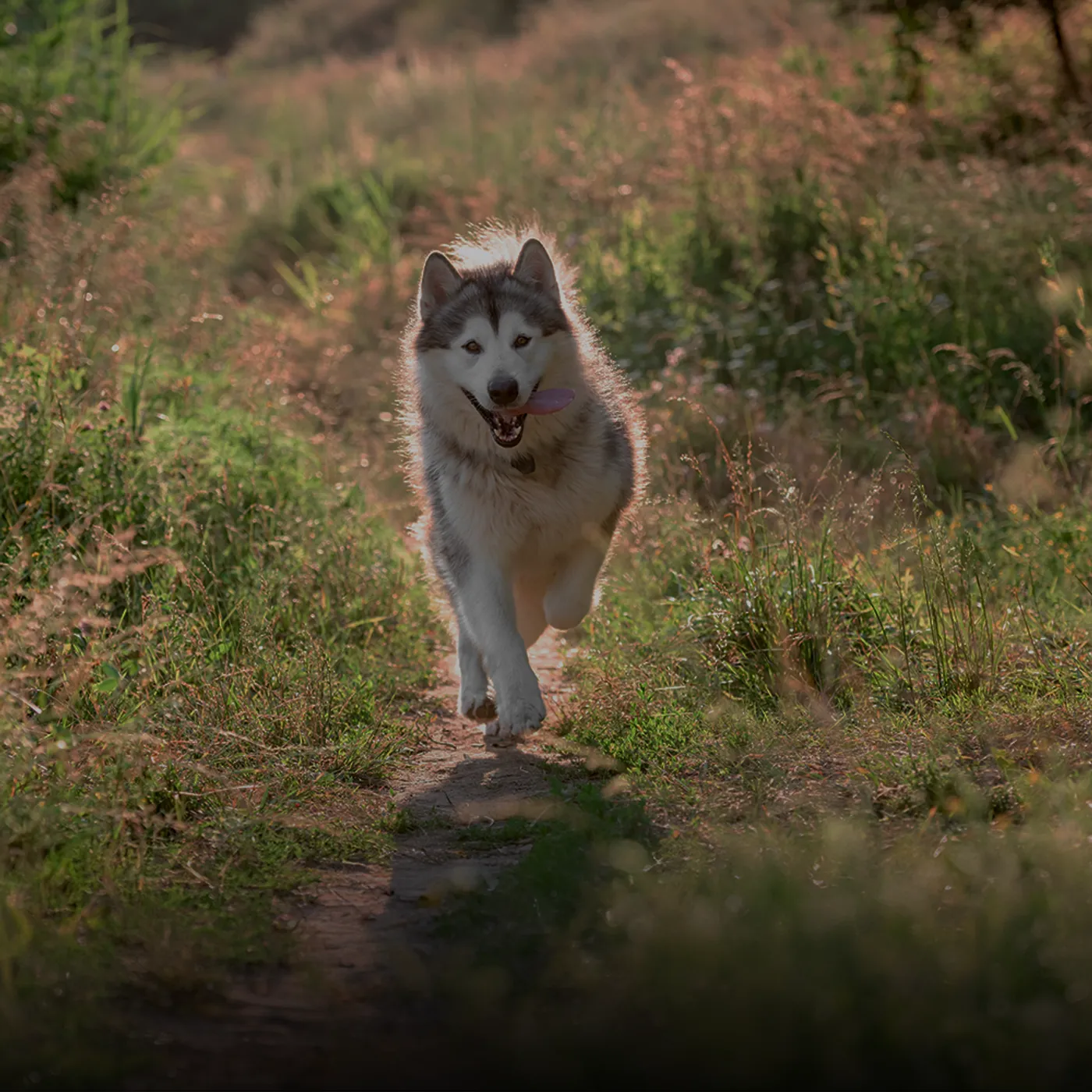 A dog at a Reservate-booked pet care facility