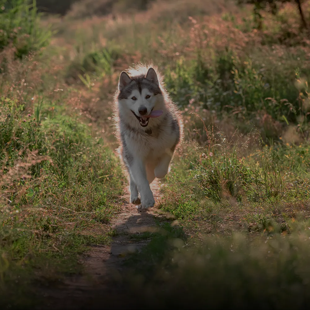 A dog welcomed at a Reservate-booked pet care facility