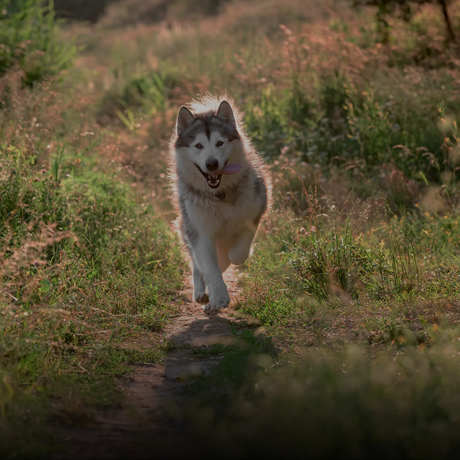 A dog welcomed at a Reservate-booked pet care facility